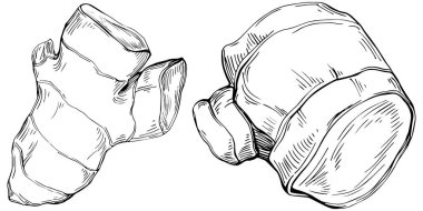 Elle çizilmiş siyah-beyaz zencefil kökü çizimi