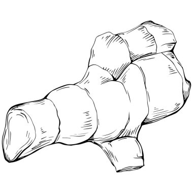 Elle çizilmiş siyah-beyaz zencefil kökü çizimi