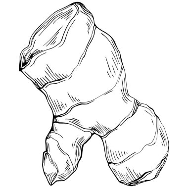 Elle çizilmiş siyah-beyaz zencefil kökü çizimi