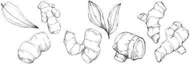 Elle çizilmiş siyah-beyaz zencefil kökü çizimi