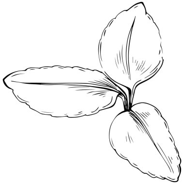 Naneli taslak vektörü izole edildi.