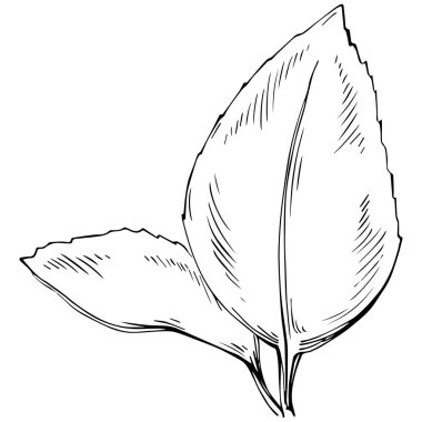 Naneli taslak vektörü izole edildi.