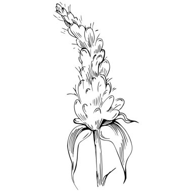 Naneli taslak vektörü izole edildi.