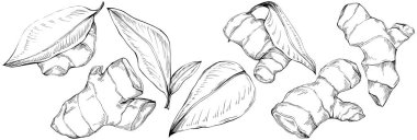 Elle çizilmiş siyah-beyaz zencefil kökü çizimi