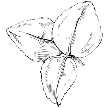 Naneli taslak vektörü izole edildi.