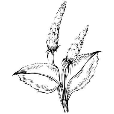 Naneli taslak vektörü izole edildi.