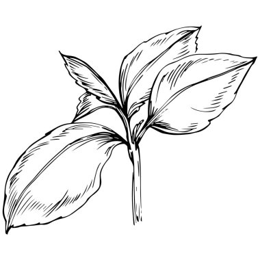 Naneli taslak vektörü izole edildi.