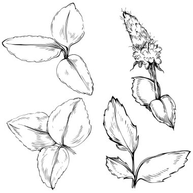 Naneli taslak vektörü izole edildi.