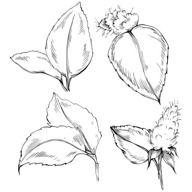 Naneli taslak vektörü izole edildi.