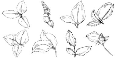 Naneli taslak vektörü izole edildi.