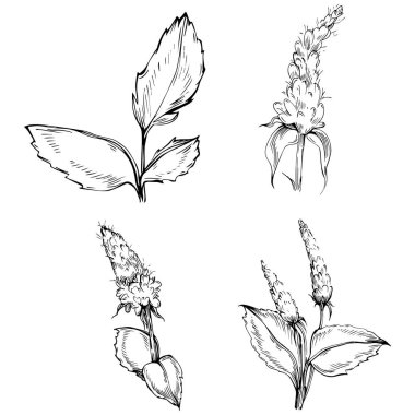 Naneli taslak vektörü izole edildi.