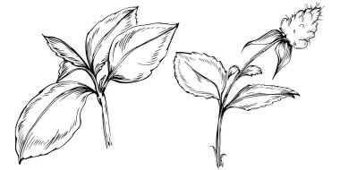 Naneli taslak vektörü izole edildi.