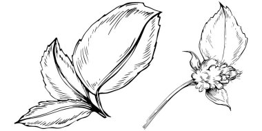 Naneli taslak vektörü izole edildi.