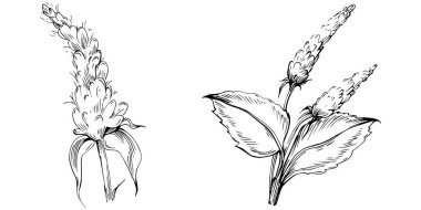 Naneli taslak vektörü izole edildi.