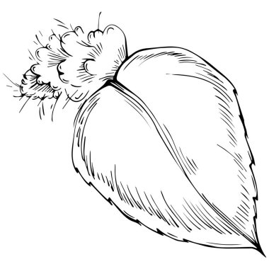Mint sketch vector isolated.