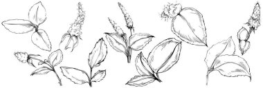 Naneli taslak vektörü izole edildi.