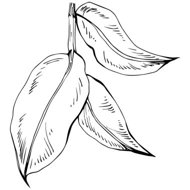 El çizimi siyah-beyaz fasulye vektör çizimi