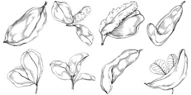 El çizimi siyah-beyaz fasulye vektör çizimi