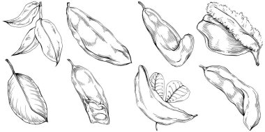 El çizimi siyah-beyaz fasulye vektör çizimi