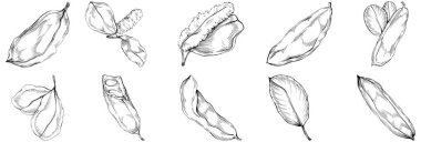 El çizimi siyah-beyaz fasulye vektör çizimi