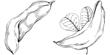 El çizimi siyah-beyaz fasulye vektör çizimi