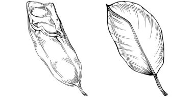 El çizimi siyah-beyaz fasulye vektör çizimi