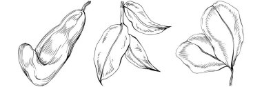 El çizimi siyah-beyaz fasulye vektör çizimi