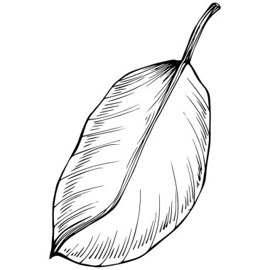 Siyah ve beyaz el çizimi çiçek elementleri vektör illüstrasyonu 