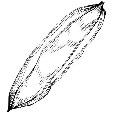 Fasulyelerin el çizimi siyah beyaz vektör çizimi