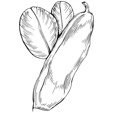 Fasulyelerin el çizimi siyah beyaz vektör çizimi