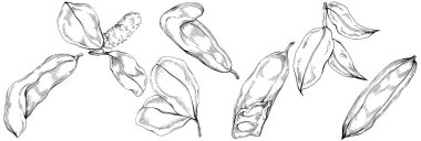 Fasulyelerin el çizimi siyah beyaz vektör çizimi