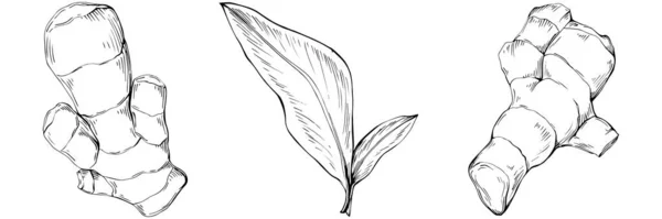手描きの黒と白の生姜の根ベクトルイラスト — ストックベクタ