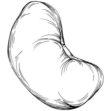 El çizimi siyah ve beyaz kaju rengi vektör çizimi