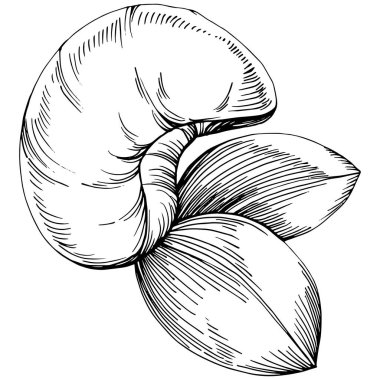 El çizimi siyah ve beyaz kaju rengi vektör çizimi