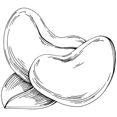 El çizimi siyah ve beyaz kaju rengi vektör çizimi