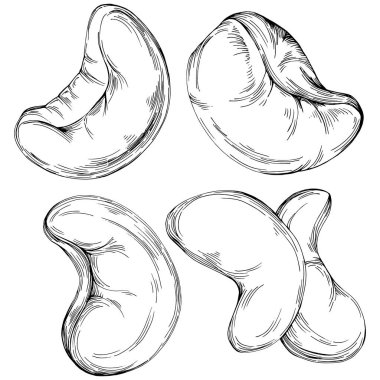 El çizimi siyah ve beyaz kaju rengi vektör çizimi