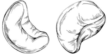 El çizimi siyah ve beyaz kaju rengi vektör çizimi