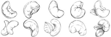 El çizimi siyah ve beyaz kaju rengi vektör çizimi