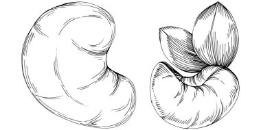 El çizimi siyah ve beyaz kaju rengi vektör çizimi