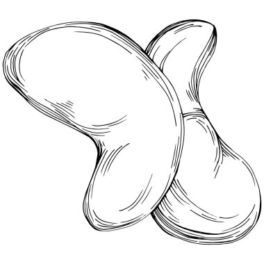 El çizimi siyah ve beyaz kaju rengi vektör çizimi