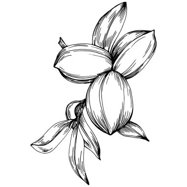 Ceviz elle çizilmiş Vektör İllüstrasyonu beyaz arkaplanda izole edildi. Restoran menüsü, market etiketi, logo, amblem ve mutfak tasarımı için Retro style tarım ürünü. Yiyecek ambalajı için dekorasyon.