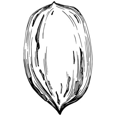 Ceviz elle çizilmiş Vektör İllüstrasyonu beyaz arkaplanda izole edildi. Restoran menüsü, market etiketi, logo, amblem ve mutfak tasarımı için Retro style tarım ürünü. Yiyecek ambalajı için dekorasyon.