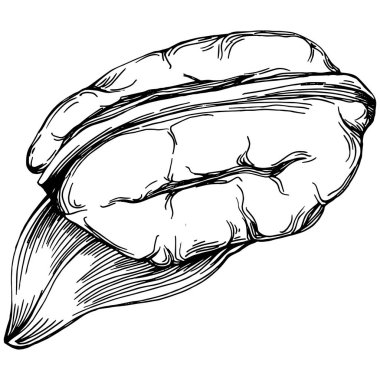 Ceviz elle çizilmiş Vektör İllüstrasyonu beyaz arkaplanda izole edildi. Restoran menüsü, market etiketi, logo, amblem ve mutfak tasarımı için Retro style tarım ürünü. Yiyecek ambalajı için dekorasyon.