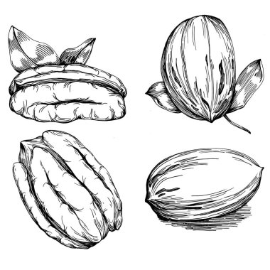 Ceviz elle çizilmiş Vektör İllüstrasyonu beyaz arkaplanda izole edildi. Restoran menüsü, market etiketi, logo, amblem ve mutfak tasarımı için Retro style tarım ürünü. Yiyecek ambalajı için dekorasyon.
