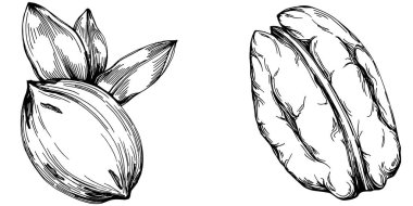 Ceviz elle çizilmiş Vektör İllüstrasyonu beyaz arkaplanda izole edildi. Restoran menüsü, market etiketi, logo, amblem ve mutfak tasarımı için Retro style tarım ürünü. Yiyecek ambalajı için dekorasyon.