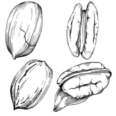 Ceviz elle çizilmiş Vektör İllüstrasyonu beyaz arkaplanda izole edildi. Restoran menüsü, market etiketi, logo, amblem ve mutfak tasarımı için Retro style tarım ürünü. Yiyecek ambalajı için dekorasyon.