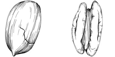 Ceviz elle çizilmiş Vektör İllüstrasyonu beyaz arkaplanda izole edildi. Restoran menüsü, market etiketi, logo, amblem ve mutfak tasarımı için Retro style tarım ürünü. Yiyecek ambalajı için dekorasyon.