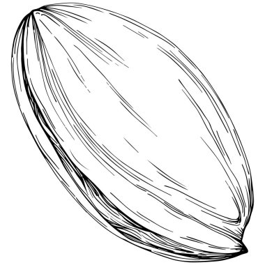 Elle çizilmiş siyah beyaz şam fıstığı vektör illüstrasyonu