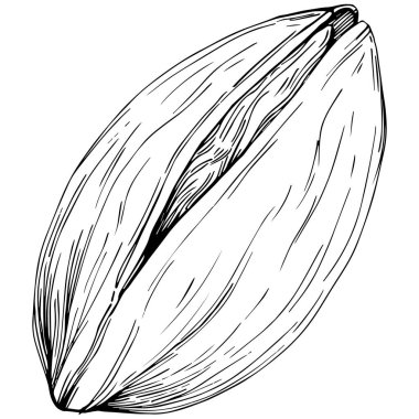 Elle çizilmiş siyah beyaz şam fıstığı vektör illüstrasyonu