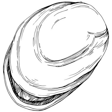 Elle çizilmiş siyah beyaz şam fıstığı vektör illüstrasyonu